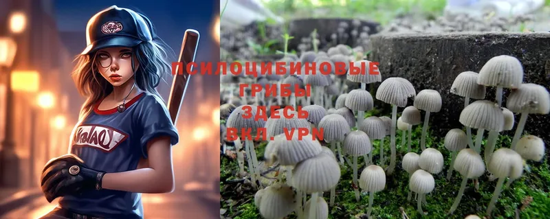 Псилоцибиновые грибы MAGIC MUSHROOMS  Балей 